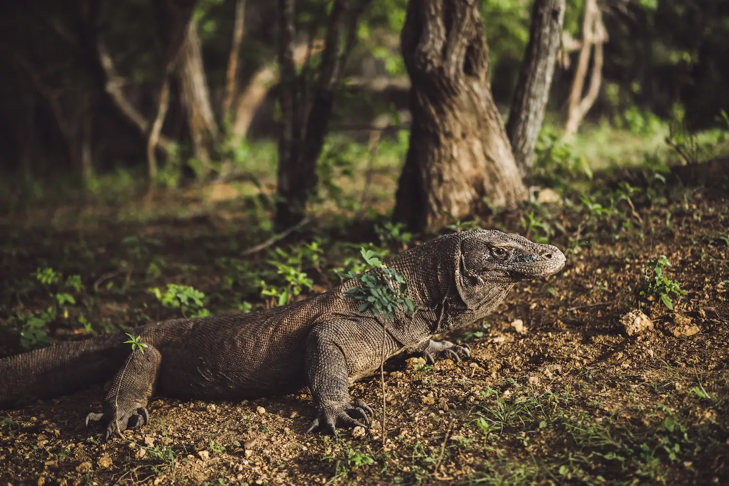 komodo-dragon-close-up-scientific-name-varanus-2024-09-15-20-10-29-utc.webp