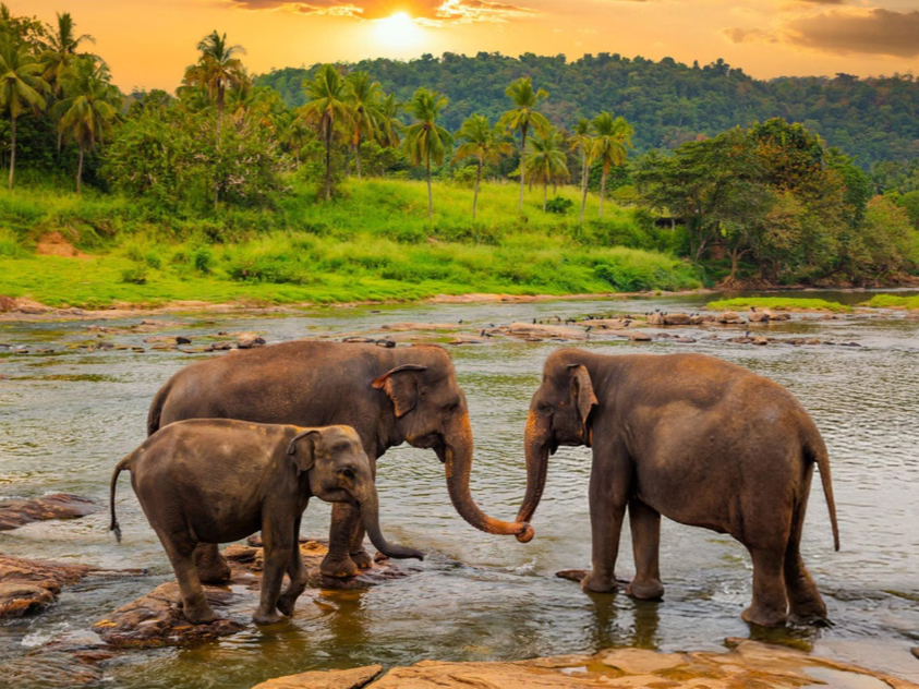 Scenic Sri Lanka - 06